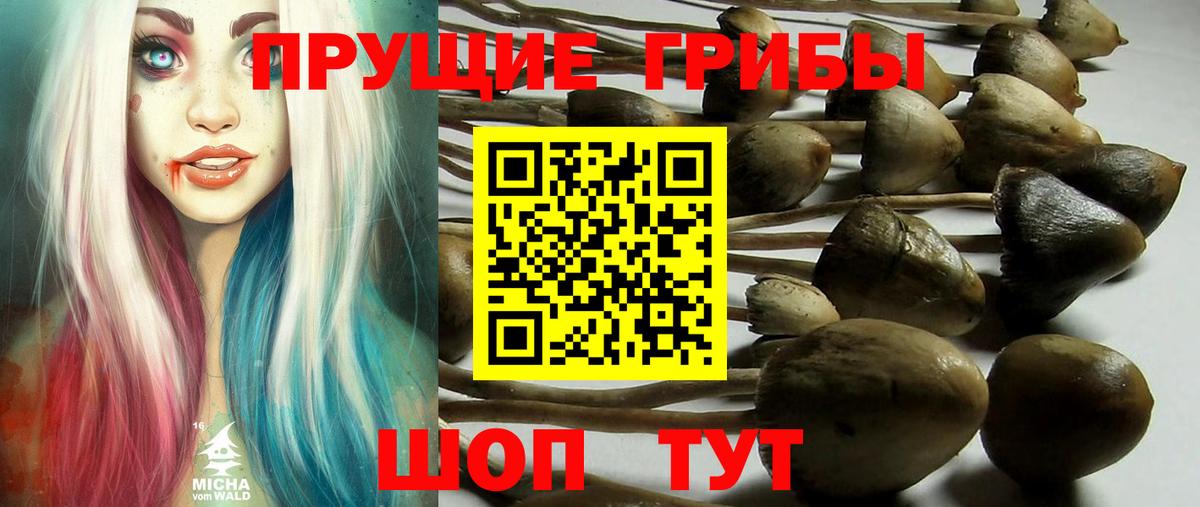 Псилоцибиновые грибы Psilocybine cubensis Тосно