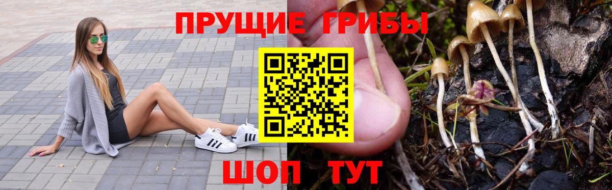 Псилоцибиновые грибы прущие грибы Тосно